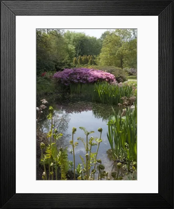 Framed Print : Isabella Plantation, Richmond Park, Richmond, Surrey, England, UK, 14 / 5 / 10. Creator: Ethel Davies Framed Print : Isabella Plantation, Richmond Park, Richmond, Surrey, England, UK, 14 / 5 / 10. Creator: Ethel Davies