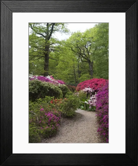 Framed Print : Isabella Plantation, Richmond Park, Richmond, Surrey, England, UK, 14 / 5 / 10. Creator: Ethel Davies Framed Print : Isabella Plantation, Richmond Park, Richmond, Surrey, England, UK, 14 / 5 / 10. Creator: Ethel Davies