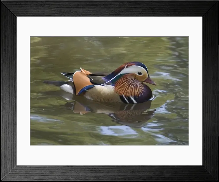 Framed Print : Isabella Plantation, Richmond Park, Richmond, Surrey, England, UK, 14 / 5 / 10. Creator: Ethel Davies Framed Print : Isabella Plantation, Richmond Park, Richmond, Surrey, England, UK, 14 / 5 / 10. Creator: Ethel Davies