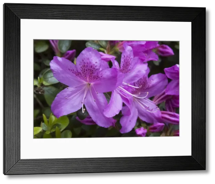 Framed Print : Isabella Plantation, Richmond Park, Richmond, Surrey, England, UK, 14 / 5 / 10. Creator: Ethel Davies Framed Print : Isabella Plantation, Richmond Park, Richmond, Surrey, England, UK, 14 / 5 / 10. Creator: Ethel Davies