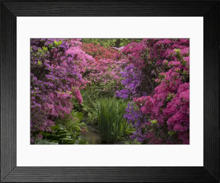 Framed Print : Isabella Plantation, Richmond Park, Richmond, Surrey, England, UK, 14 / 5 / 10. Creator: Ethel Davies Framed Print : Isabella Plantation, Richmond Park, Richmond, Surrey, England, UK, 14 / 5 / 10. Creator: Ethel Davies