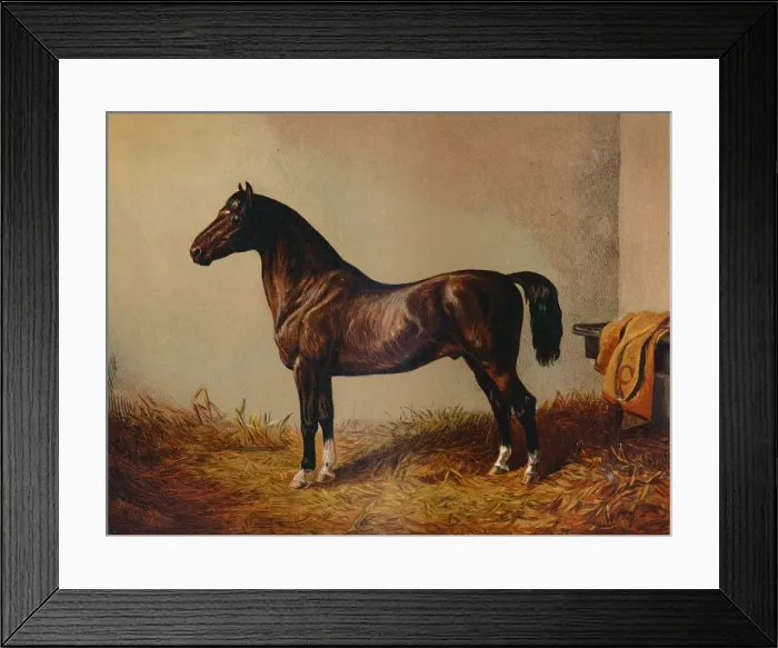 Framed Print : Entire Pony Hack Don Carlos, c1897. Creator: Unknown Framed Print : Entire Pony Hack Don Carlos, c1897. Creator: Unknown