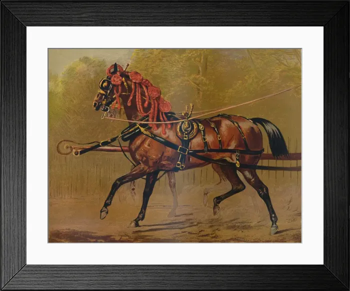 Framed Print : A State Carriage Horse, c1879. Creator: Unknown Framed Print : A State Carriage Horse, c1879. Creator: Unknown