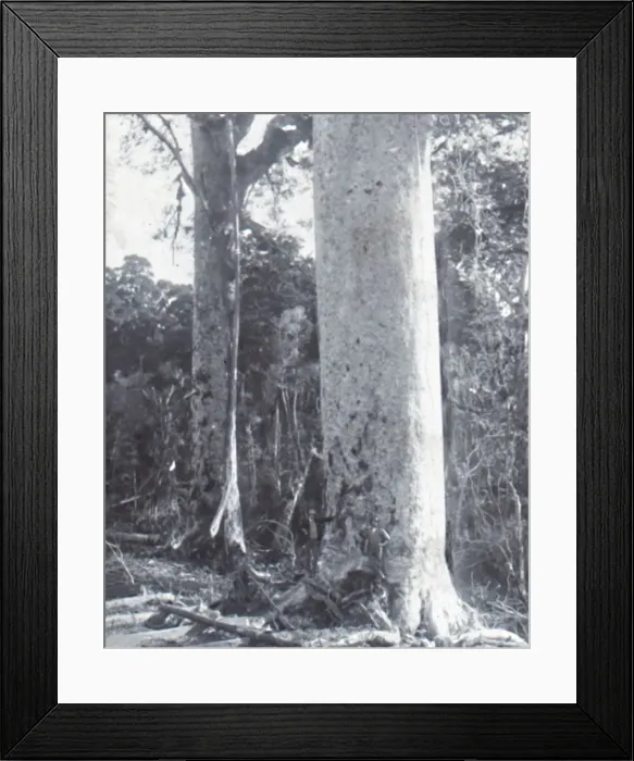 Framed Print : Giant Kauri Tree, late 19th-early 20th century. Creator: Unknown Framed Print : Giant Kauri Tree, late 19th-early 20th century. Creator: Unknown