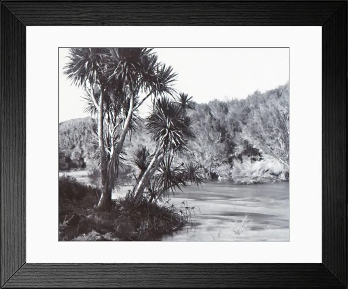 Framed Print : Te Waihou River, Okoroire, late 19th-early 20th century. Creator: Unknown Framed Print : Te Waihou River, Okoroire, late 19th-early 20th century. Creator: Unknown