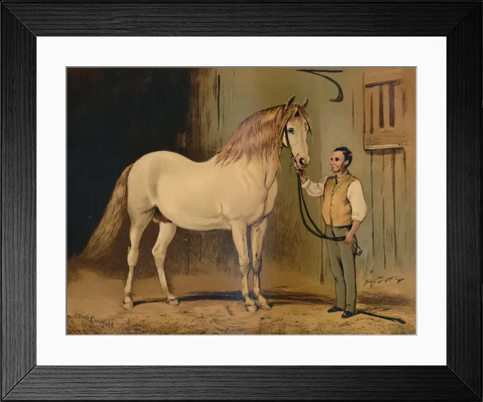 Framed Print : Cream State Carriage Horse. (Of Her Majestys Stud), c1879. Creator: Unknown Framed Print : Cream State Carriage Horse. (Of Her Majestys Stud), c1879. Creator: Unknown