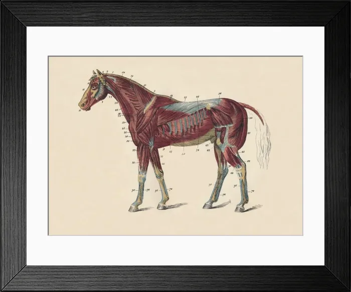 Framed Print : External Muscles and Tendons of the Horses Body, c1879. Creator: Unknown Framed Print : External Muscles and Tendons of the Horses Body, c1879. Creator: Unknown