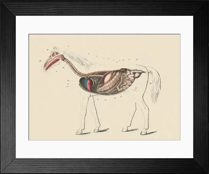 Framed Print : Longitudinal Section of the Horse, c1879. Creator: Unknown Framed Print : Longitudinal Section of the Horse, c1879. Creator: Unknown