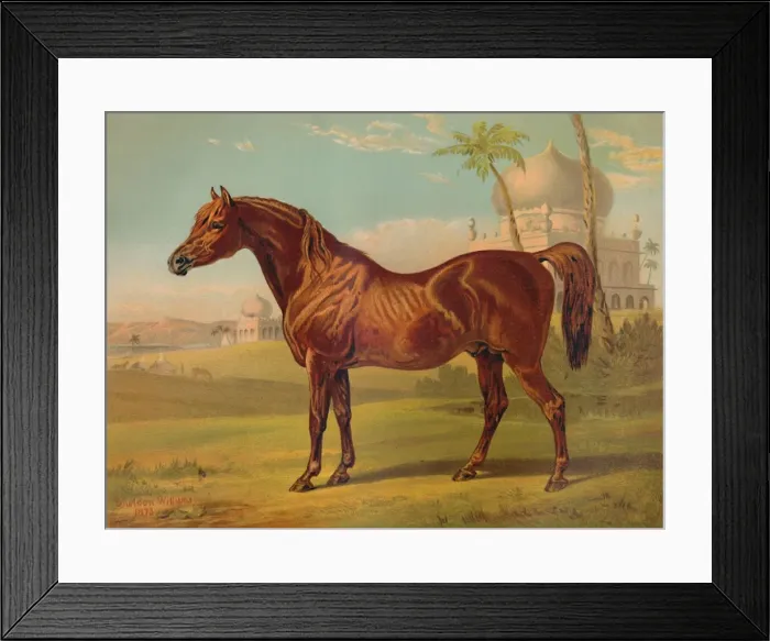 Framed Print : Goldie, High Class Arab, c1879. Creator: Unknown Framed Print : Goldie, High Class Arab, c1879. Creator: Unknown