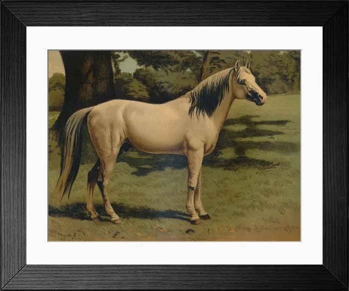 Framed Print : The Arab Pony Charger of General Sir Hope Grant, c1879. Creator: Unknown