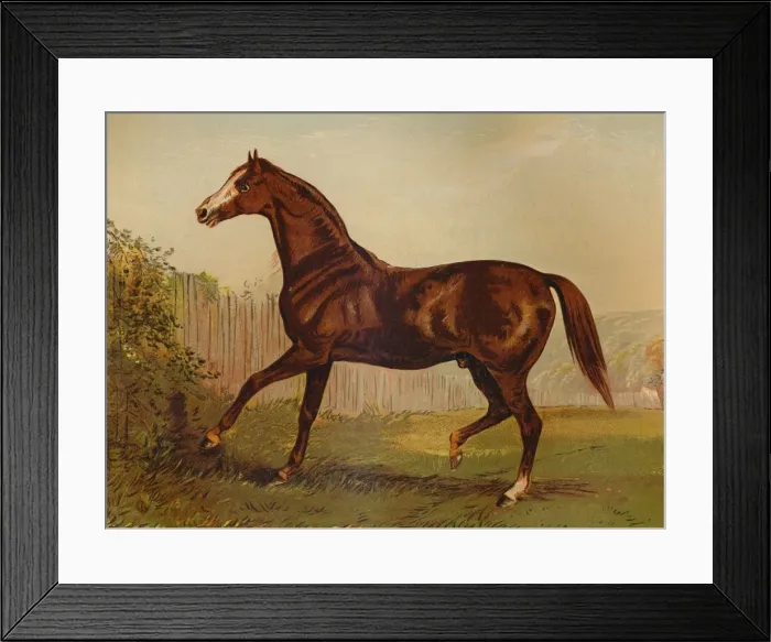 Framed Print : Thoroughbred Sire Blair Athol, winner of the Derby & St Leger 1864, c1879 Framed Print : Thoroughbred Sire Blair Athol, winner of the Derby & St Leger 1864, c1879