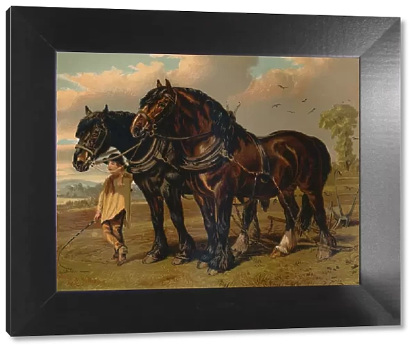 Clydesdale Stallion & Mare, c1879. Creator: Unknown