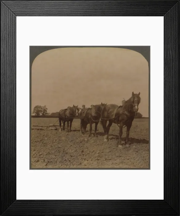 Framed Print : Farming in England - Harrowing the Land, 1909. Creator: Unknown Framed Print : Farming in England - Harrowing the Land, 1909. Creator: Unknown