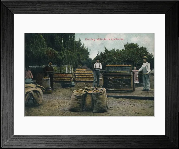 Framed Print : Grading Walnuts in California, c1910s. Creator: Unknown Framed Print : Grading Walnuts in California, c1910s. Creator: Unknown