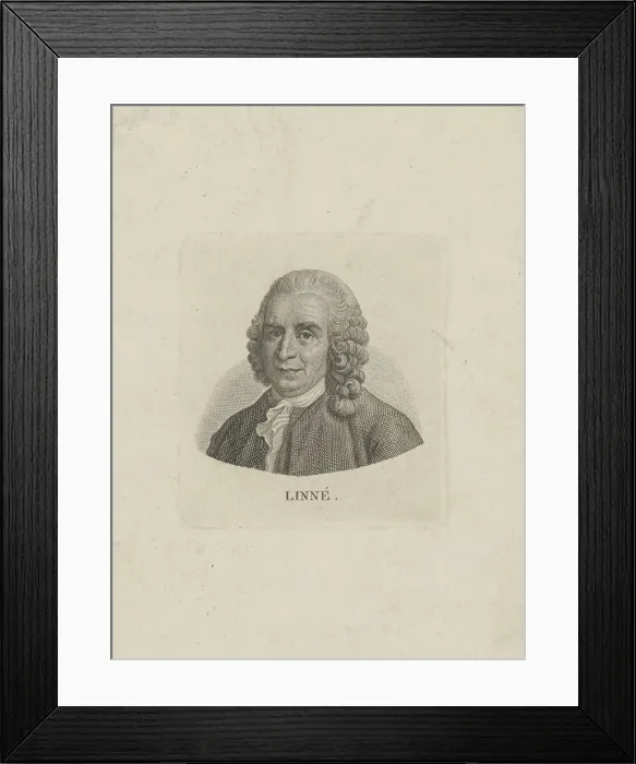Framed Print : Portrait of Carl Linnaeus (1707-1778), c. 1780. Creator: Anonymous Framed Print : Portrait of Carl Linnaeus (1707-1778), c. 1780. Creator: Anonymous