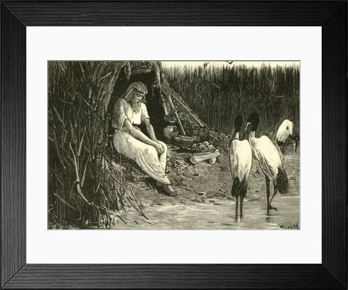 Framed Print : Anysis Concealed in the Marshes of the Delta, 1890. Creator: Unknown Framed Print : Anysis Concealed in the Marshes of the Delta, 1890. Creator: Unknown
