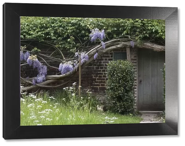 A house covered by ancient wisteria branches, close to Richmond Park, Richmond, England