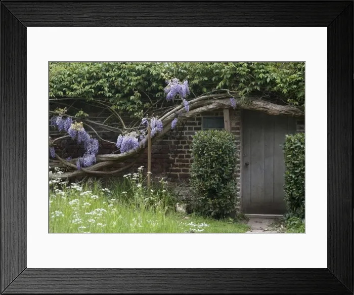 Framed Print : A house covered by ancient wisteria branches, close to Richmond Park, Richmond, England Framed Print : A house covered by ancient wisteria branches, close to Richmond Park, Richmond, England