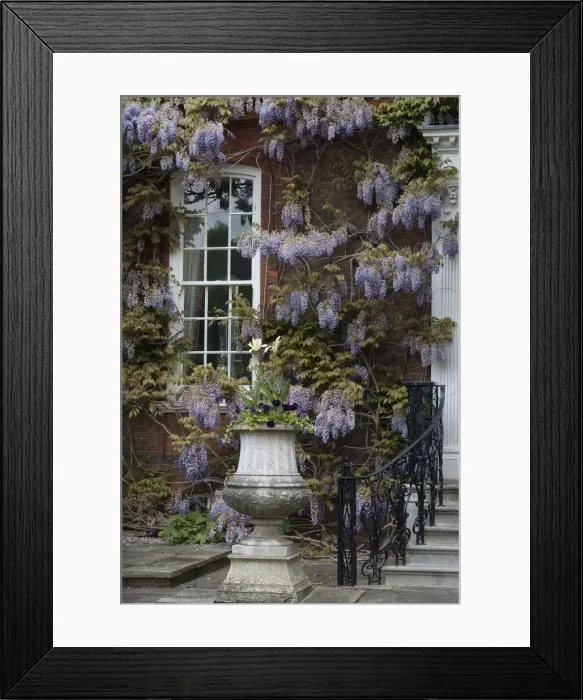 Framed Print : A manor house covered by ancient wisteria branches, close to Richmond Park, England Framed Print : A manor house covered by ancient wisteria branches, close to Richmond Park, England