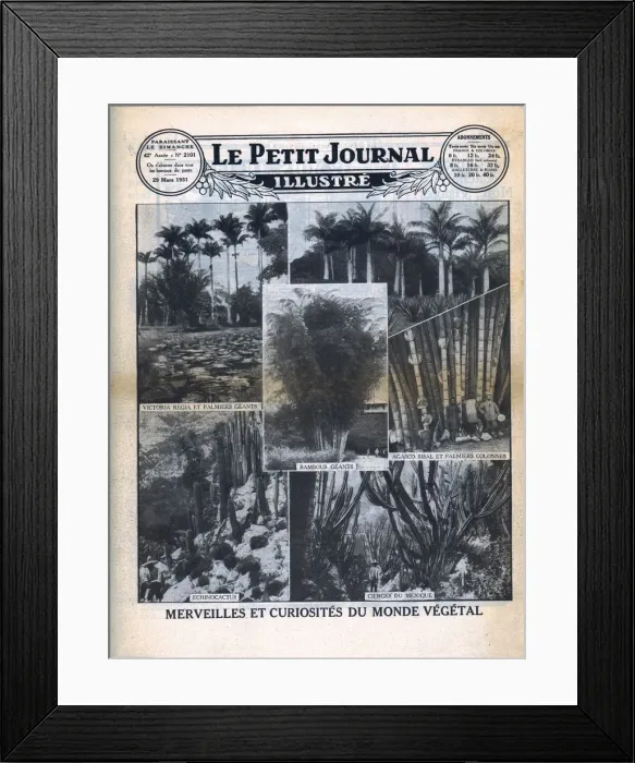 Framed Print : Marvels and curiosities of the plant world, 1931. Creator: Unknown Framed Print : Marvels and curiosities of the plant world, 1931. Creator: Unknown