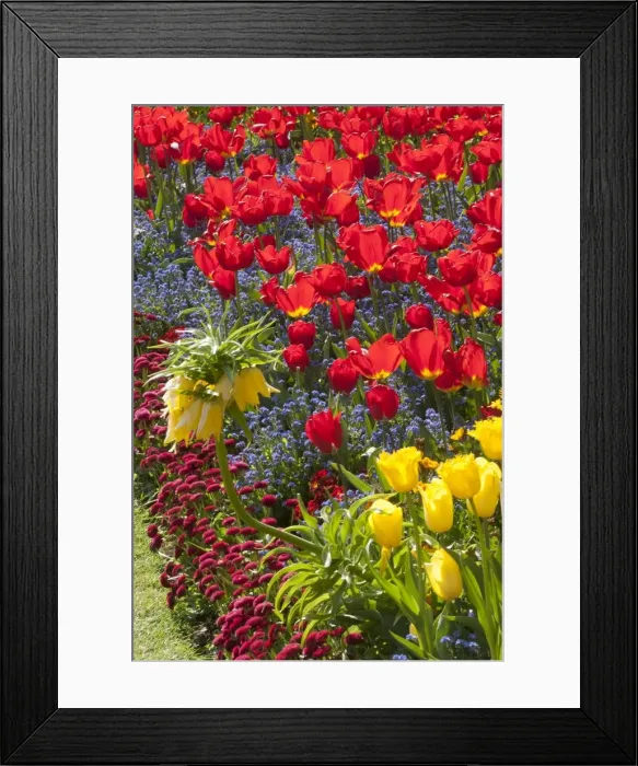 Framed Print : Regents Park - Springtime floral displays in Regents Park, London, NW1. England Framed Print : Regents Park - Springtime floral displays in Regents Park, London, NW1. England