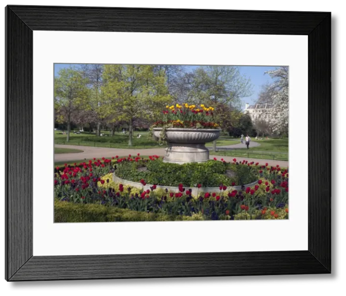 Framed Print : Regents Park - Springtime floral displays in Regents Park, London, NW1. England Framed Print : Regents Park - Springtime floral displays in Regents Park, London, NW1. England