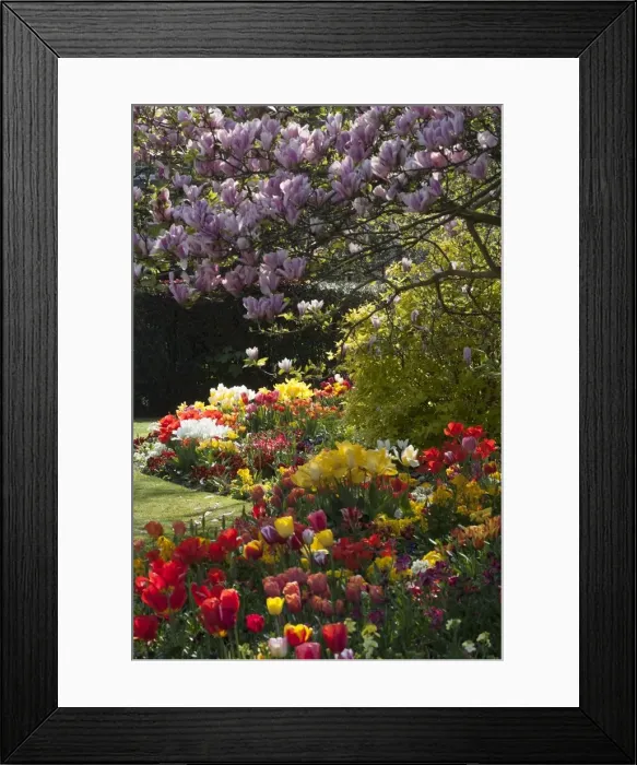 Framed Print : Regents Park - Springtime floral displays in Regents Park, London, NW1. England Framed Print : Regents Park - Springtime floral displays in Regents Park, London, NW1. England