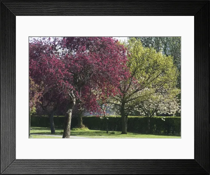 Framed Print : Regents Park - Spring blossoming trees in Regents Park, London, NW1, England. Creator Framed Print : Regents Park - Spring blossoming trees in Regents Park, London, NW1, England. Creator