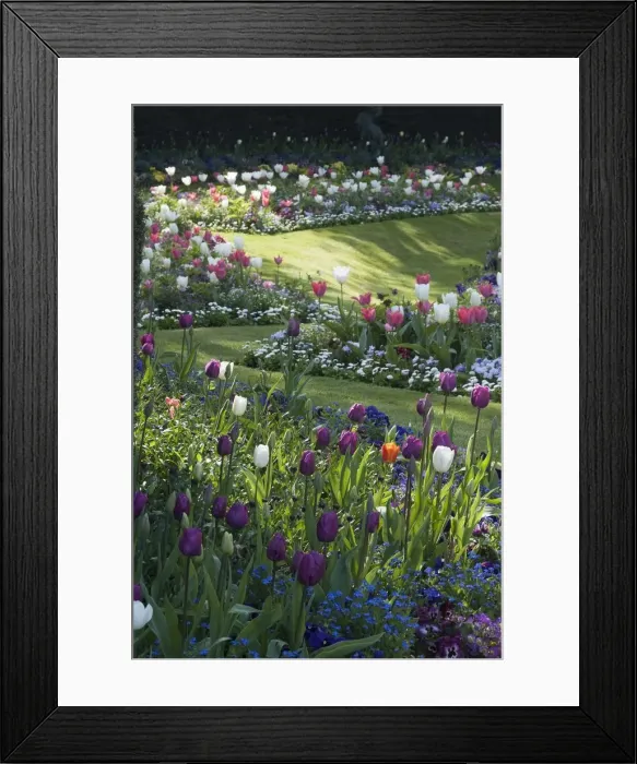 Framed Print : Regents Park - Springtime floral displays in Regents Park, London, NW1. England Framed Print : Regents Park - Springtime floral displays in Regents Park, London, NW1. England