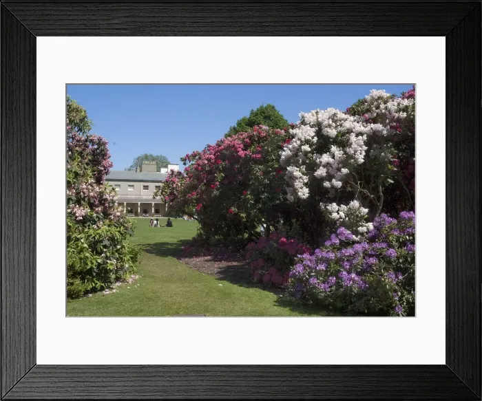 Framed Print : Rhododendrons, Kenwood House, Hampstead Heath, Hampstead, London, NW3, England. Creator Framed Print : Rhododendrons, Kenwood House, Hampstead Heath, Hampstead, London, NW3, England. Creator