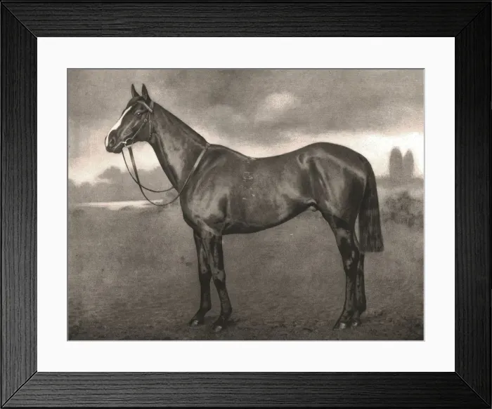 Framed Print : Ross, 1911. Creator: Unknown Framed Print : Ross, 1911. Creator: Unknown