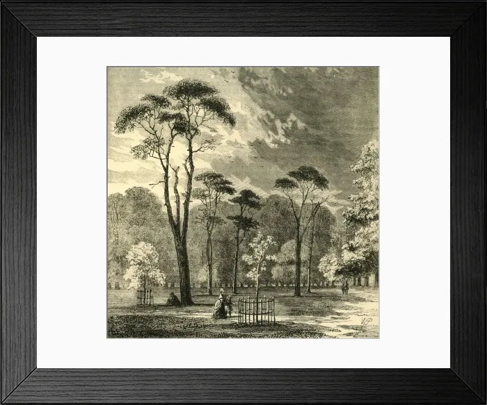 Framed Print : The Scotch Firs, Kensington Gardens, c1876. Creator: Unknown Framed Print : The Scotch Firs, Kensington Gardens, c1876. Creator: Unknown