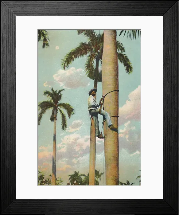 Framed Print : Climbing the Royal Palm - Subiendo la Palma Real, 1910. Creator: Unknown Framed Print : Climbing the Royal Palm - Subiendo la Palma Real, 1910. Creator: Unknown