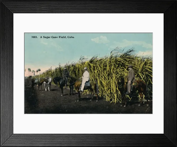 Framed Print : A Sugar Cane Field, Cuba, 1912. Creator: Unknown Framed Print : A Sugar Cane Field, Cuba, 1912. Creator: Unknown