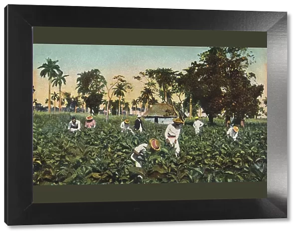 Tobacco plantation, Cuba, c1920s. Creator: Unknown