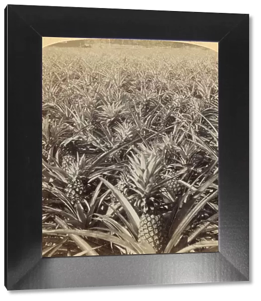 Where the Luscious Pineapple Grows, Florida, U. S. A. 1895. Creator: Strohmeyer & Wyman