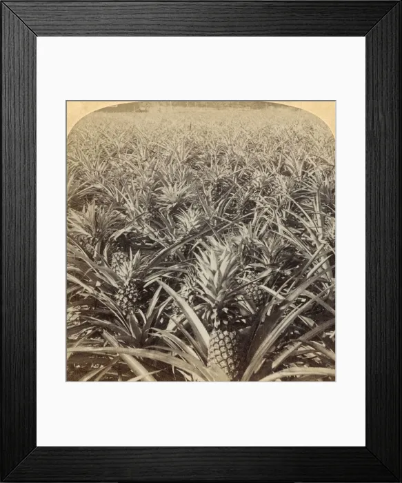 Framed Print : Where the Luscious Pineapple Grows, Florida, U. S. A. 1895. Creator: Strohmeyer & Wyman