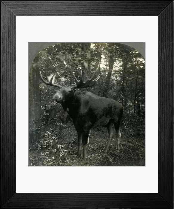 Framed Print : Monarch of All I Survey, 1899. Creator: Unknown Framed Print : Monarch of All I Survey, 1899. Creator: Unknown