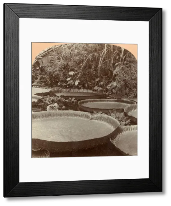 Framed Print : Thureza Lily, Botanical Garden, Hamburg, Germany, 1895. Creator: Keystone View Company Framed Print : Thureza Lily, Botanical Garden, Hamburg, Germany, 1895. Creator: Keystone View Company
