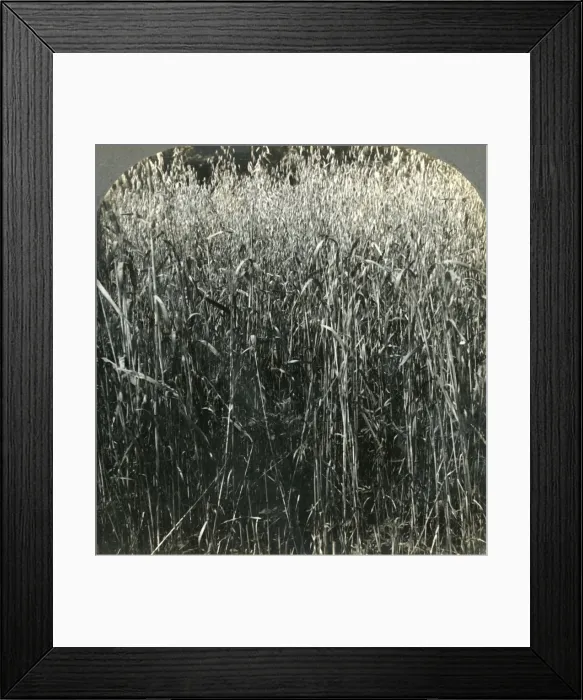 Framed Print : Oats Growing, Pennsylvania, U. S. A. 1903. Creator: Unknown Framed Print : Oats Growing, Pennsylvania, U. S. A. 1903. Creator: Unknown