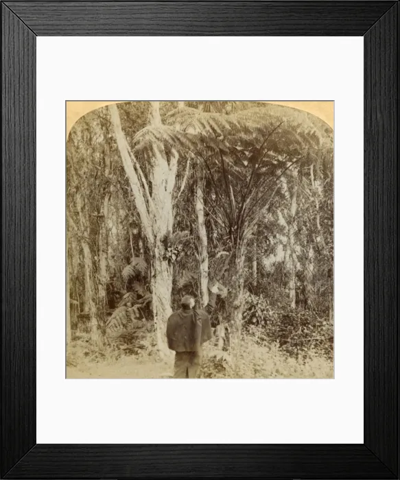Framed Print : Tropical scene in the Heart of the Hawaiian Island, 1896. Creator: Strohmeyer & Wyman Framed Print : Tropical scene in the Heart of the Hawaiian Island, 1896. Creator: Strohmeyer & Wyman