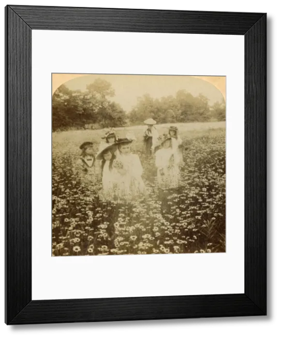 Framed Print : In the Daisy Field: Sweet Flow ret of the Rural Glade, 1896. Creator: Unknown Framed Print : In the Daisy Field: Sweet Flow ret of the Rural Glade, 1896. Creator: Unknown