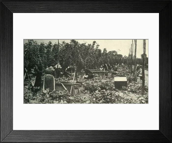Framed Print : Kent Hops, c1948. Creator: Unknown Framed Print : Kent Hops, c1948. Creator: Unknown