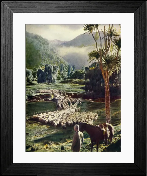 Framed Print : Amid the Beauties of New Zealands Sheep Farms, c1948. Creator: Unknown Framed Print : Amid the Beauties of New Zealands Sheep Farms, c1948. Creator: Unknown