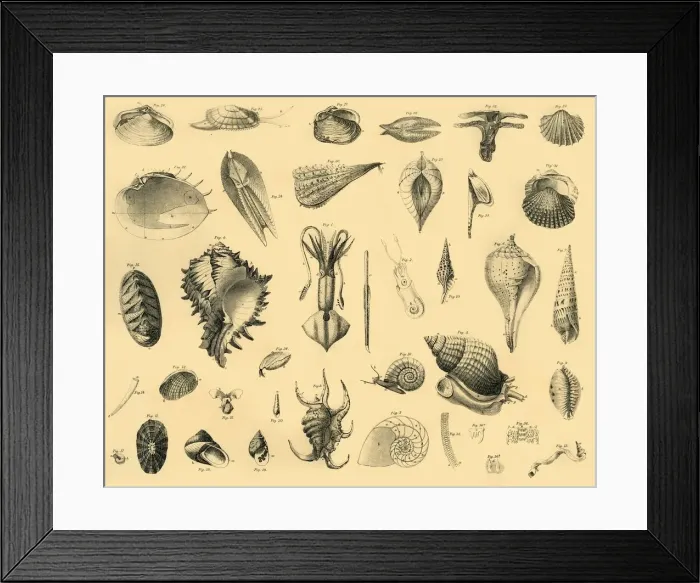 Framed Print : Mollusca, c1910. Creator: Unknown Framed Print : Mollusca, c1910. Creator: Unknown