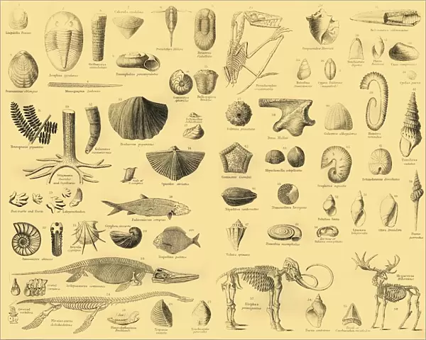 Palaeontology, c1910. Creator: Unknown