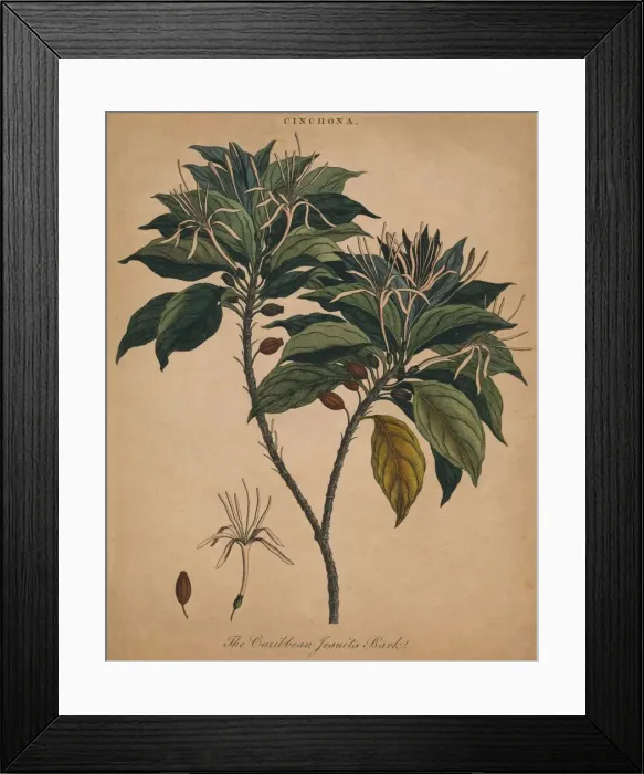 Framed Print : Cinchona. The Caribbean Jesuits Bark, 1801. Creator: Unknown Framed Print : Cinchona. The Caribbean Jesuits Bark, 1801. Creator: Unknown