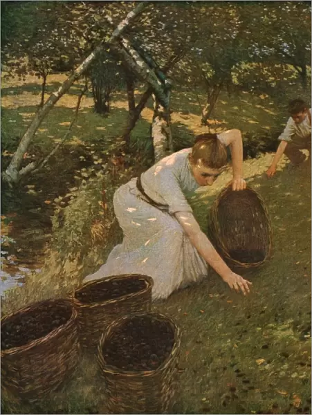 Gathering Plums, 1901, (c1930). Creator: Henry Herbert la Thangue