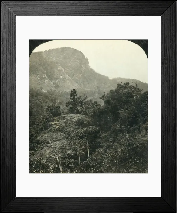 Framed Print : Tropical Vegetation in the Barron River Gorge... Cairns, Queensland, Australia, c1909 Framed Print : Tropical Vegetation in the Barron River Gorge... Cairns, Queensland, Australia, c1909