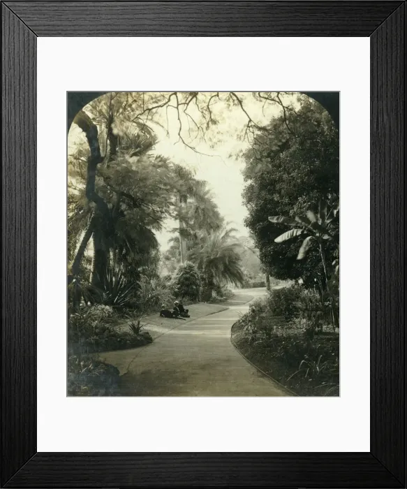 Framed Print : Pathway in the Queens Park, Brisbane, Australia, c1909. Creator: George Rose Framed Print : Pathway in the Queens Park, Brisbane, Australia, c1909. Creator: George Rose